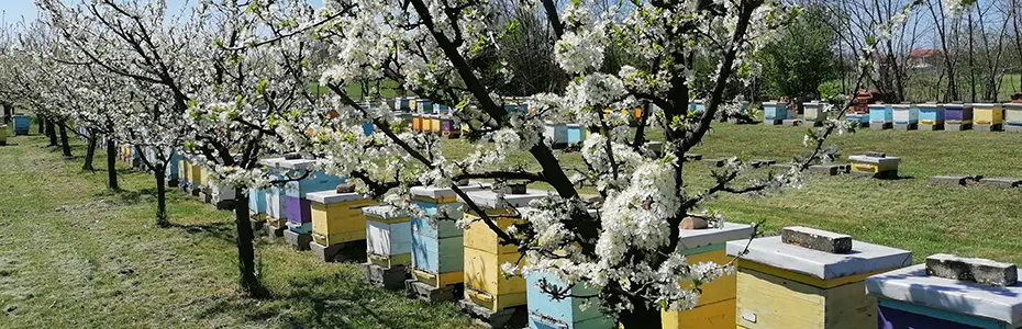 Pcele i prolece i med - Pčelinjaci Stanković Mladenovac