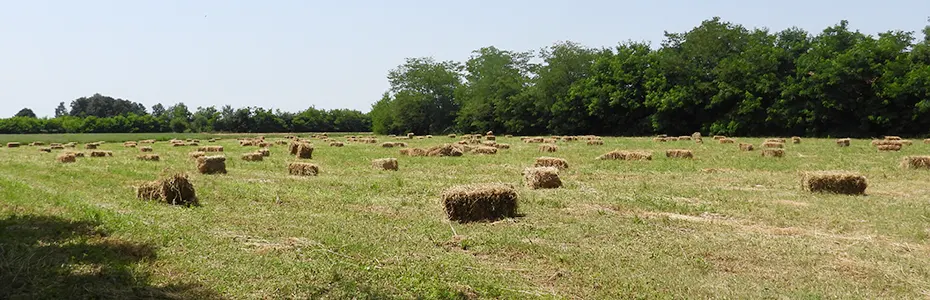 Balirano seno na livadi