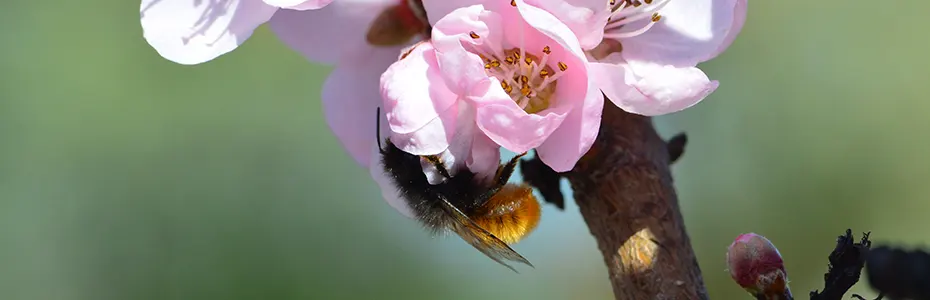 Insekti kao oprasivaci