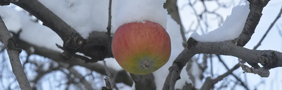Jabuka zatrpana sa snegom