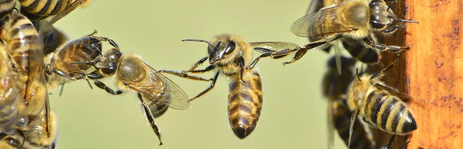 Jaka i snažna pčela