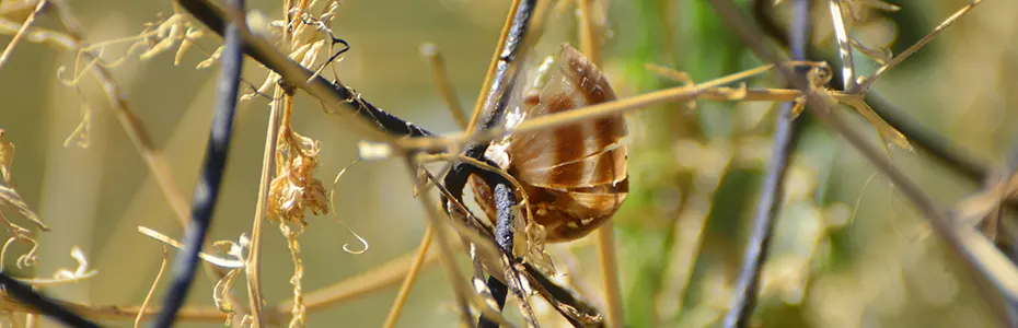 julska ograda puna prirode 