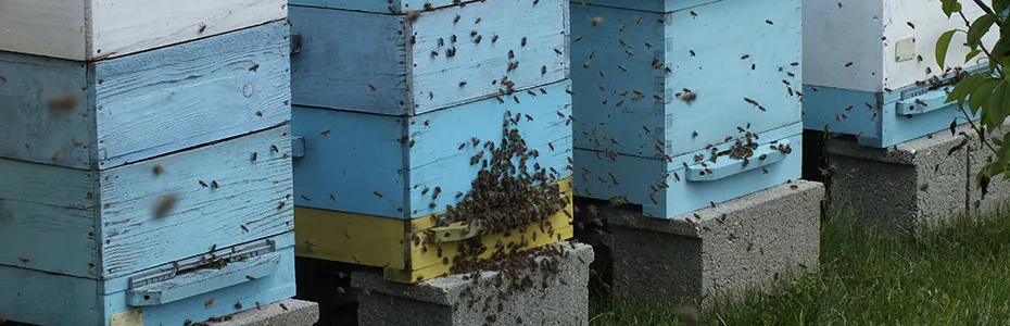 pčele na kosnicama