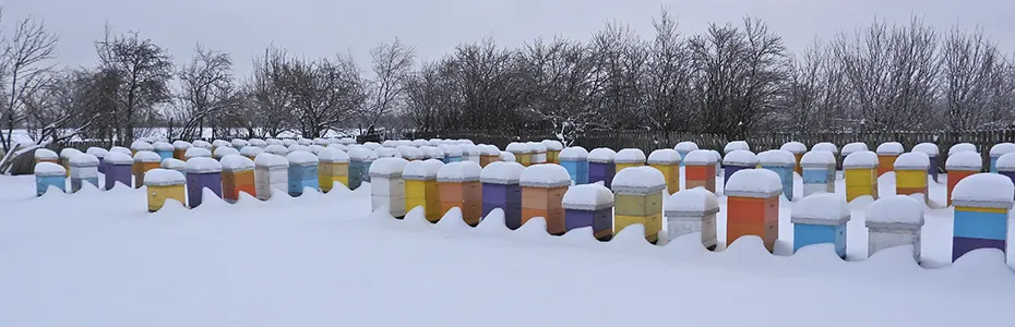 leta košnica zatrpana snegom
