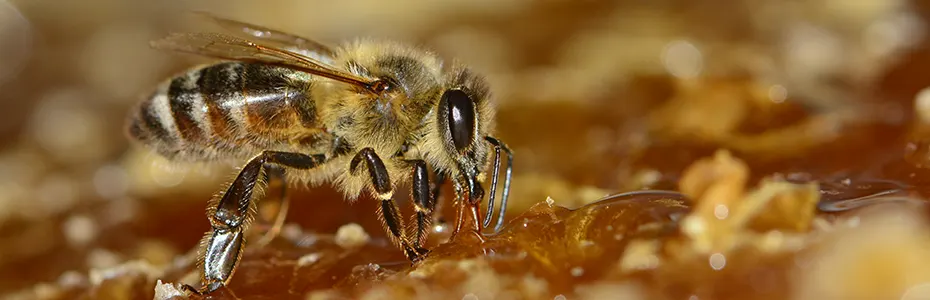 livadski med spreman za vrcanje