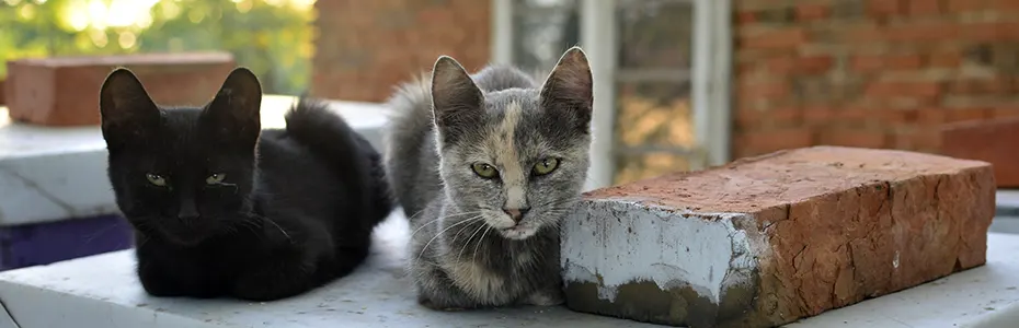 Mačke na praznim košnicama