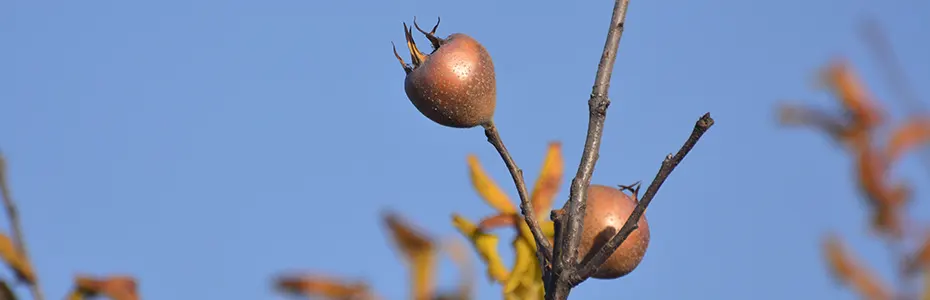 Mušmula  