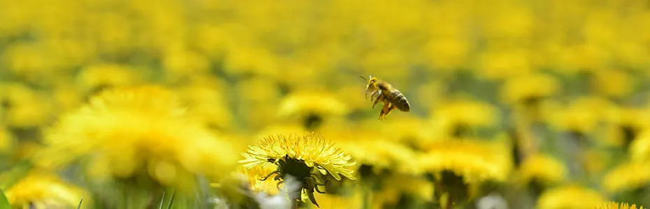 Bez oprašivanja nema ni života