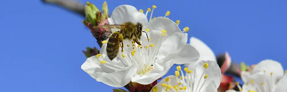 Oprašivanje kajsije