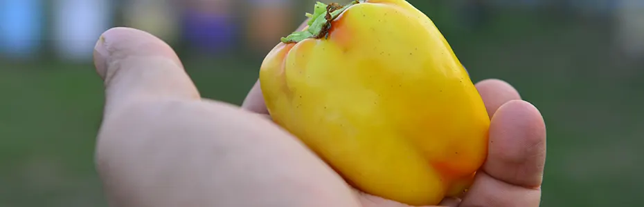 paprika