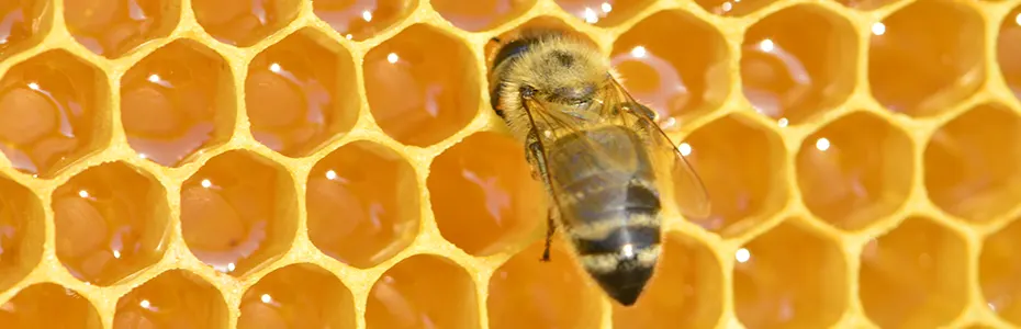 Pčela i med