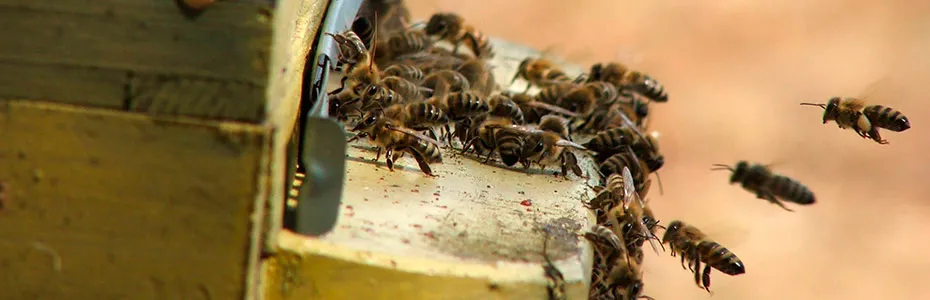 Pčele na letu košnice
