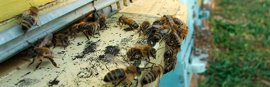 Pčele u septembru