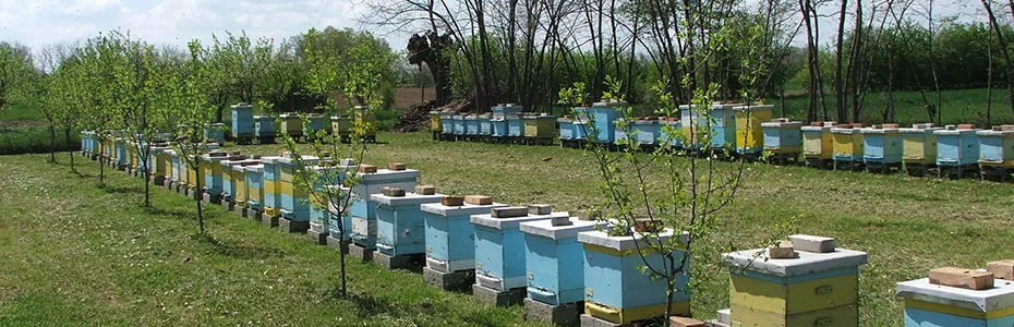 pčelinjak u maju