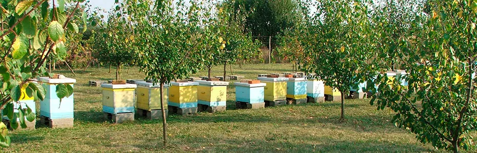 Pčelinjak u septembru
