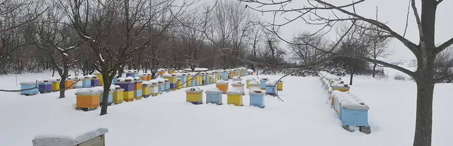 pčelinjak zimi