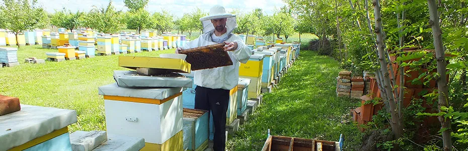 Pregled pčelinjih društava