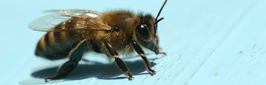 Pčela na letu košnice