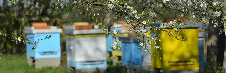 Proleće na pčelinjaku  