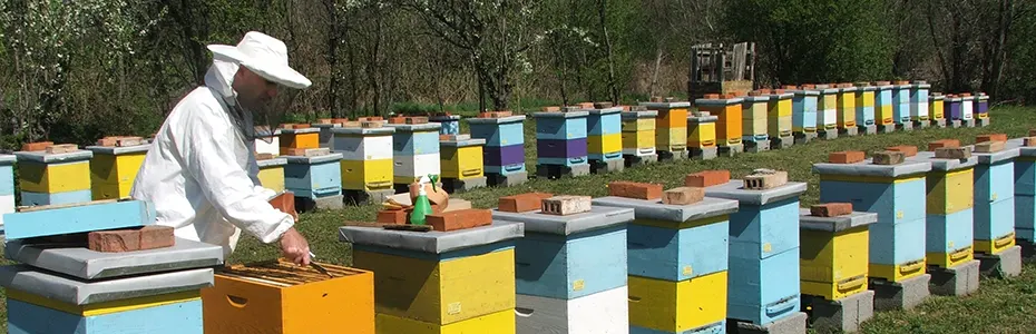 prolećni radovi na pčelinjaku 