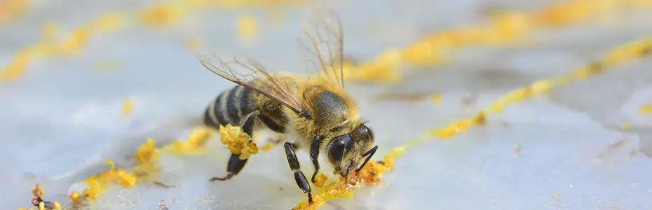 Propolis - Prirodni antibiotik iz košnice - neumoljiv protiv virusa i bakterija 