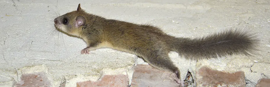 Obi ni Puh Glis Glis Obi ni Puh Glis Glis