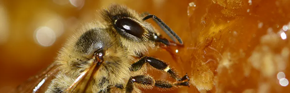 Pčela se hrani otklopljenim livadskim medom