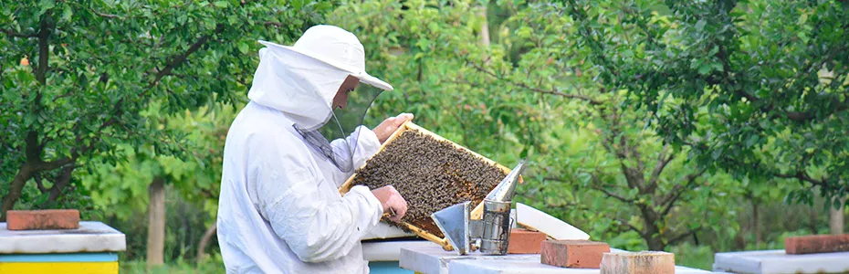 Rad sa pčelama - od jutra do mraka