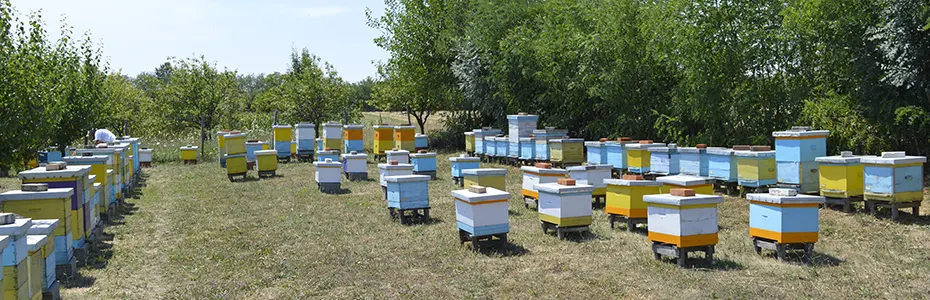 Suša na pčelinjaku 2017 god