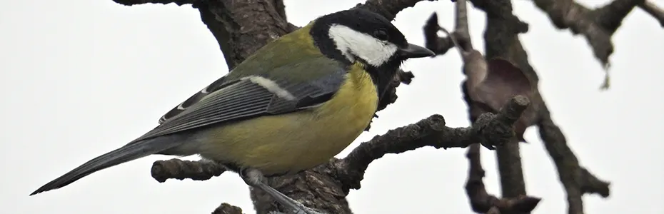 Velika senica na grani