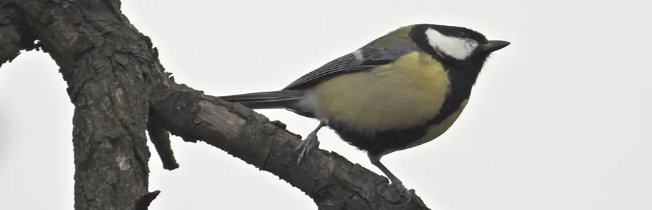 Velika senica na grani