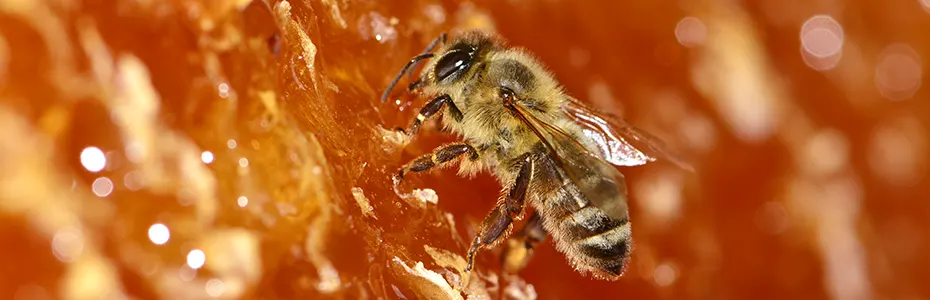 Pčela na otklopljenom ramu sa medom