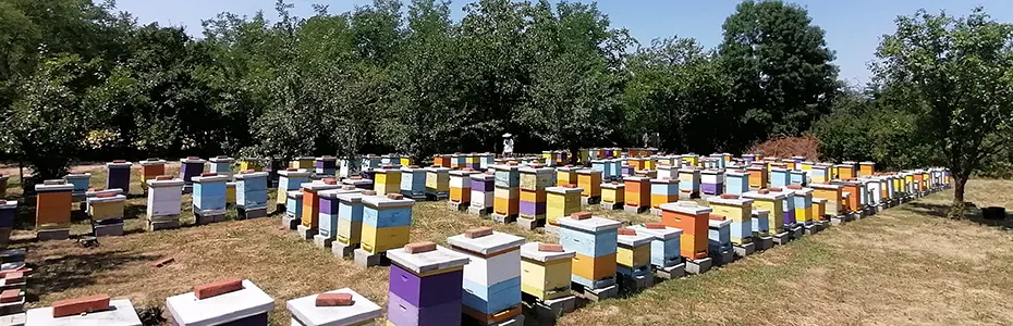 žega na pčelinjaku 
