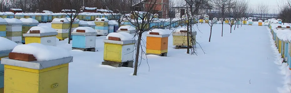 Pčelinjak po snegu