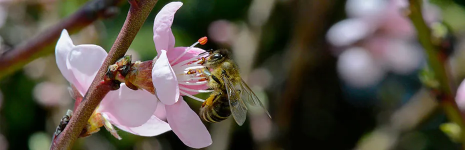 pčela na cvetu kajsije
