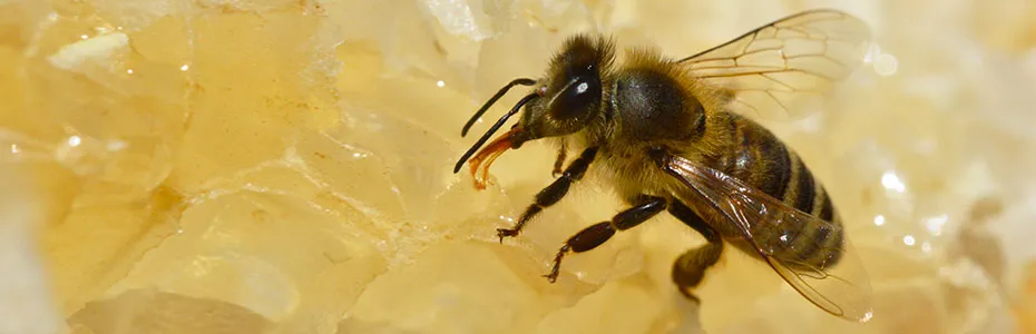 pčela na saću se hrani medom