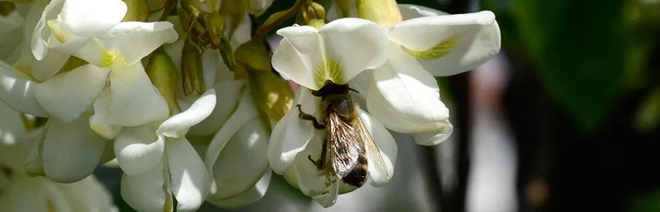 Pčela na bagremu - Robinia Pseudoaccacia