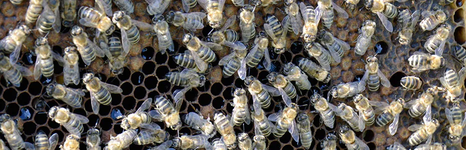 pčele na ramu sa leglom