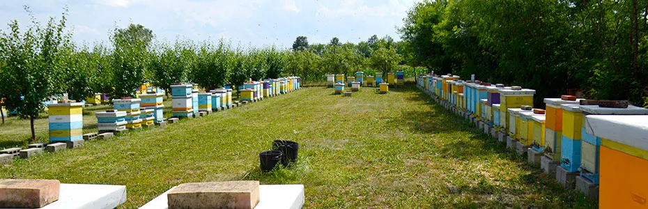 Naš pčelinjak - Pcelinjaci Stankovic Mladenovac
