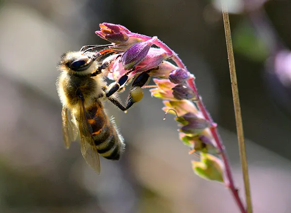  Insekti oprašivači 