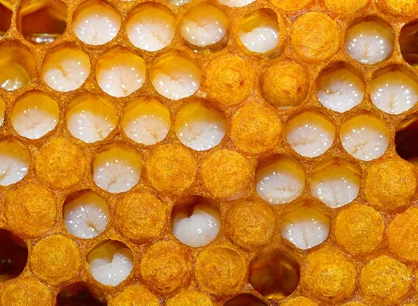  Larva pčele 