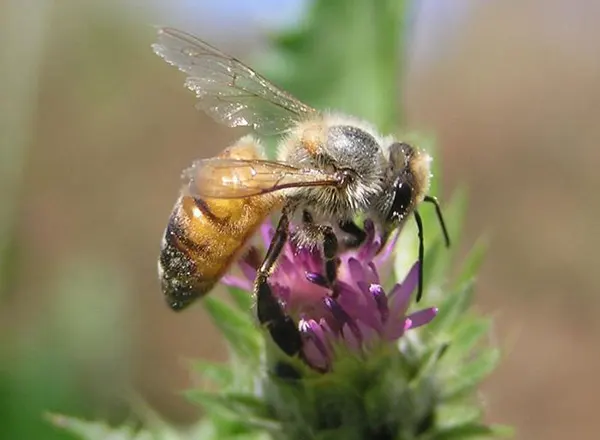  Egipatska pčela 