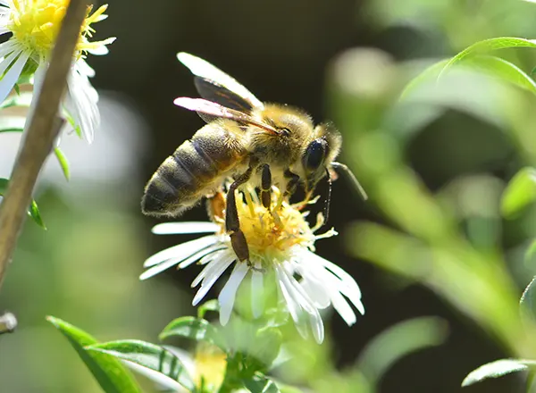 beli aster 