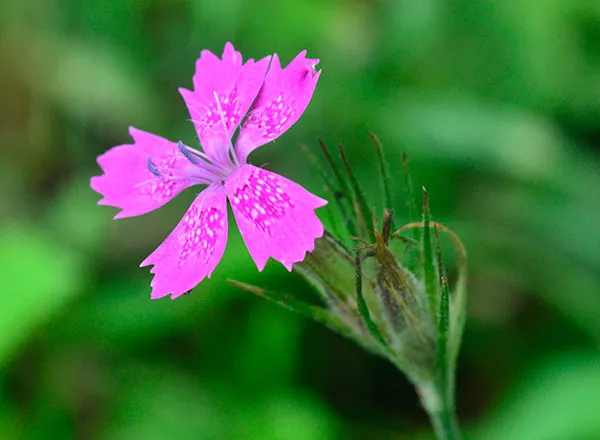 Atlas medonosnog bilja po mesecima