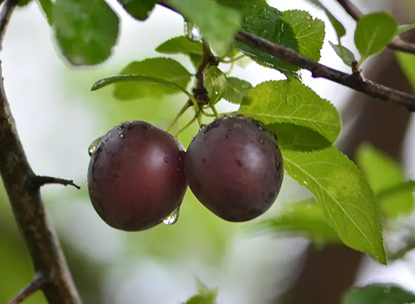 Dzanarika crvena