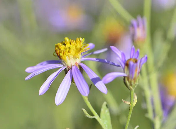 ljubičasti Aster 