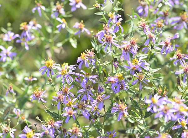 ljubičasti Aster 