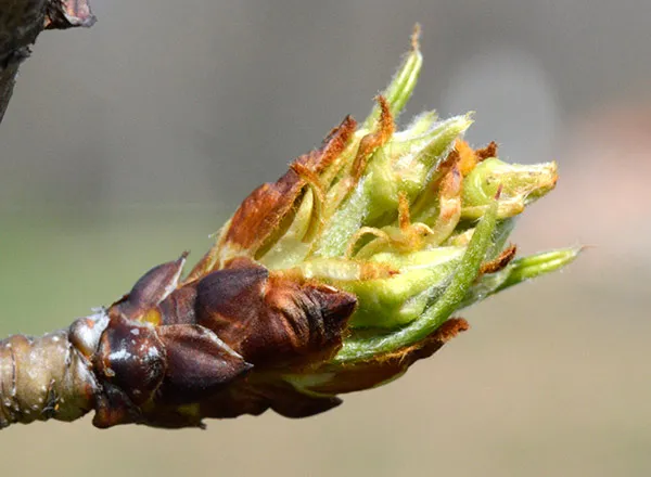 Atlas medonosnog bilja po mesecima