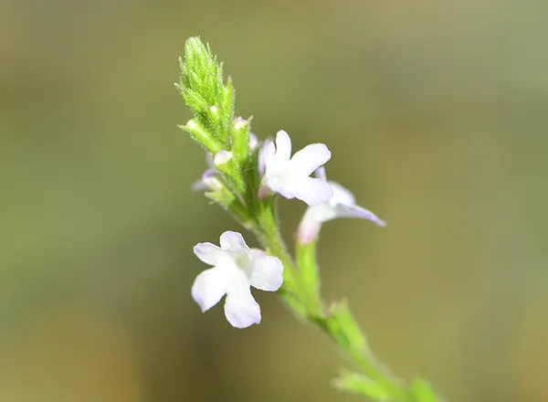 Verbena 