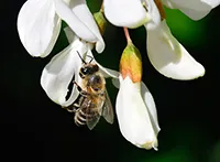 Bagrem (Robinia pseudoacaccia). Jedna od glavnih paša u Srbiji.